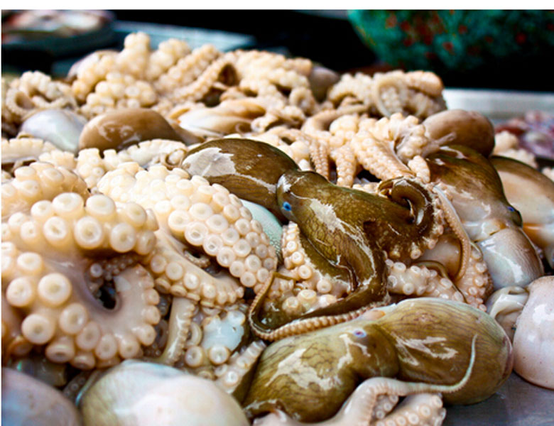 魷魚