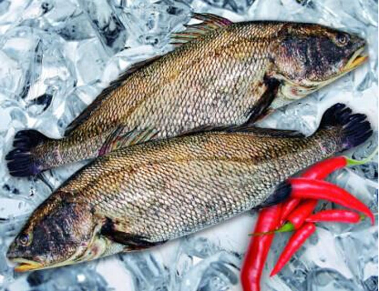 鮸魚