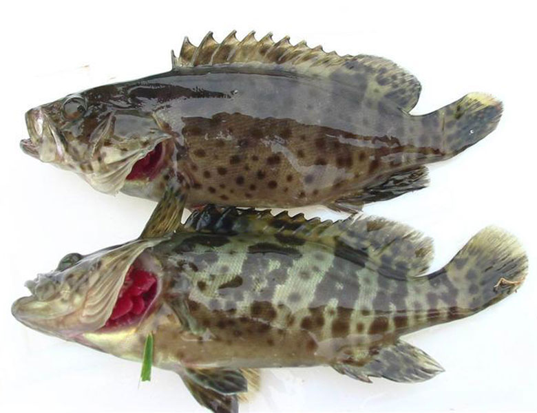 石斑魚