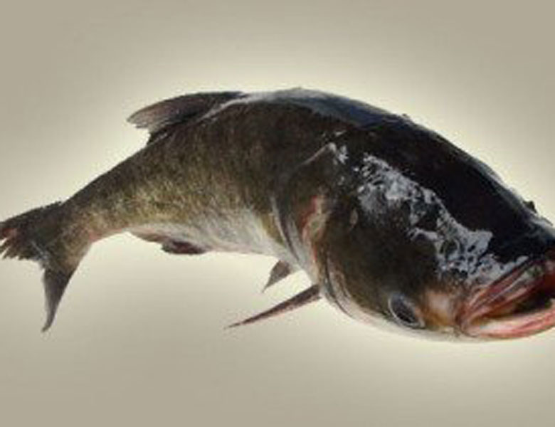 大頭魚