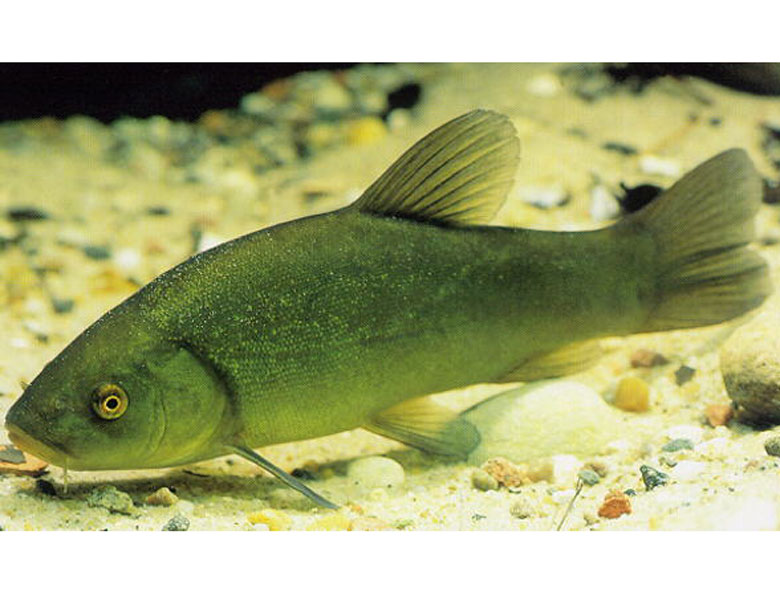 丁桂魚