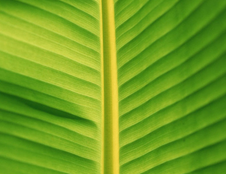 蕉葉