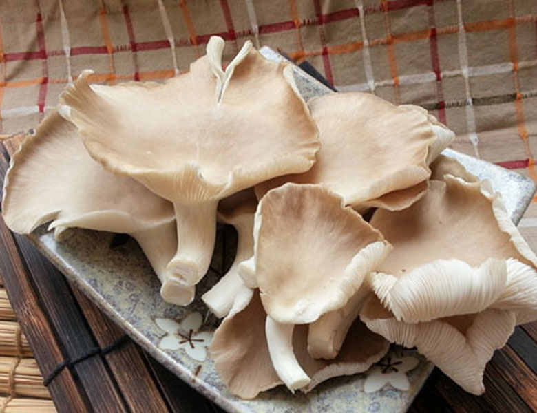 鮑魚(yú)菇