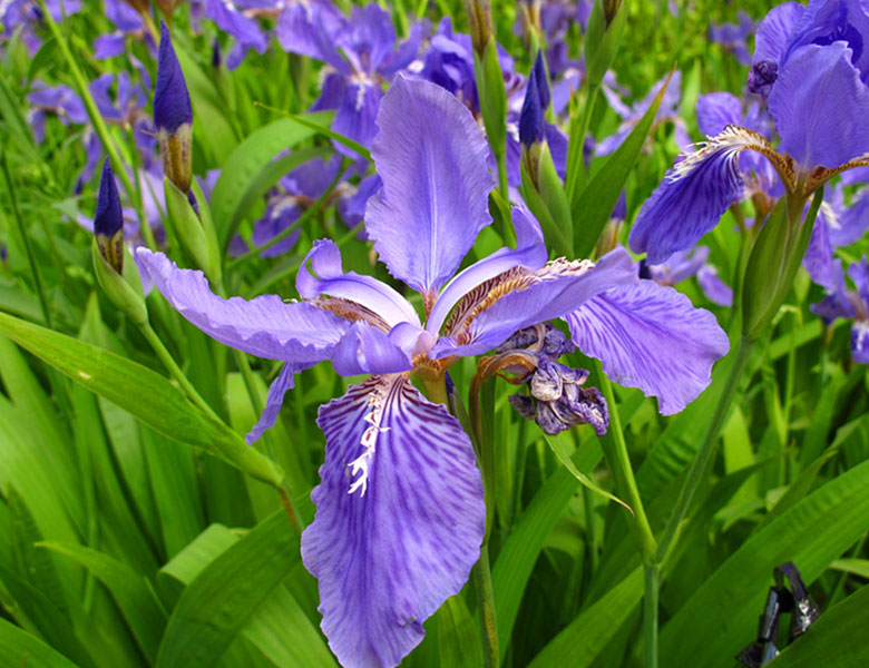 蘭花