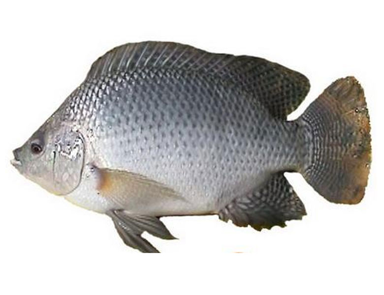 大羅非