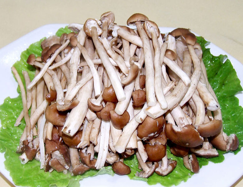 菜樹(shù)菇