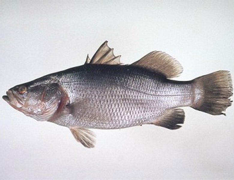 盲槽魚
