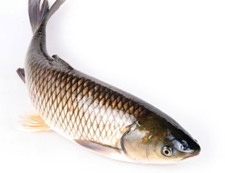 草魚