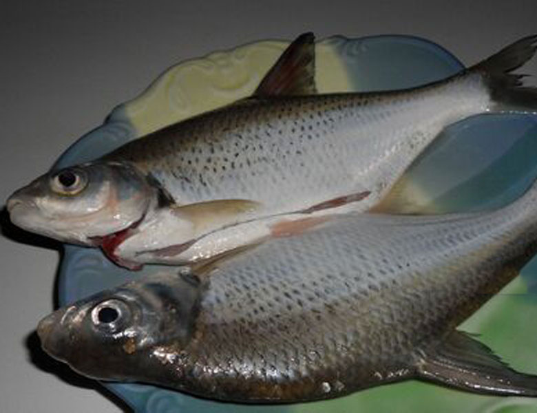 邊魚