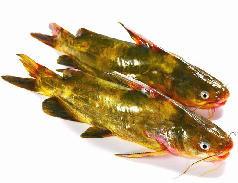 黃骨魚