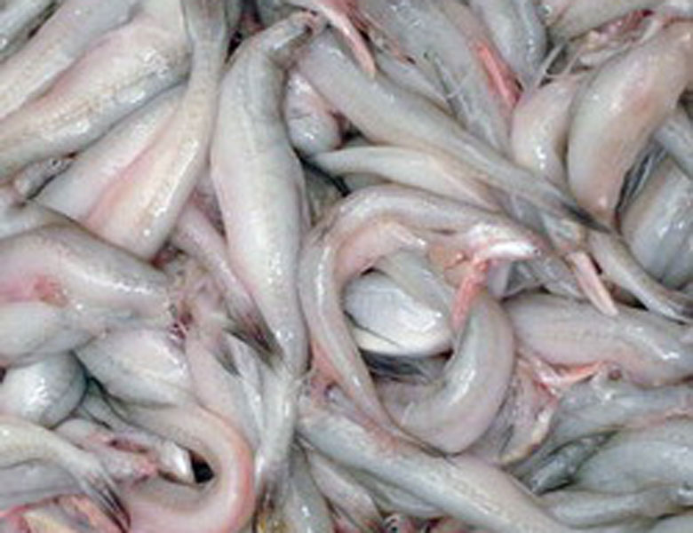 九肚魚