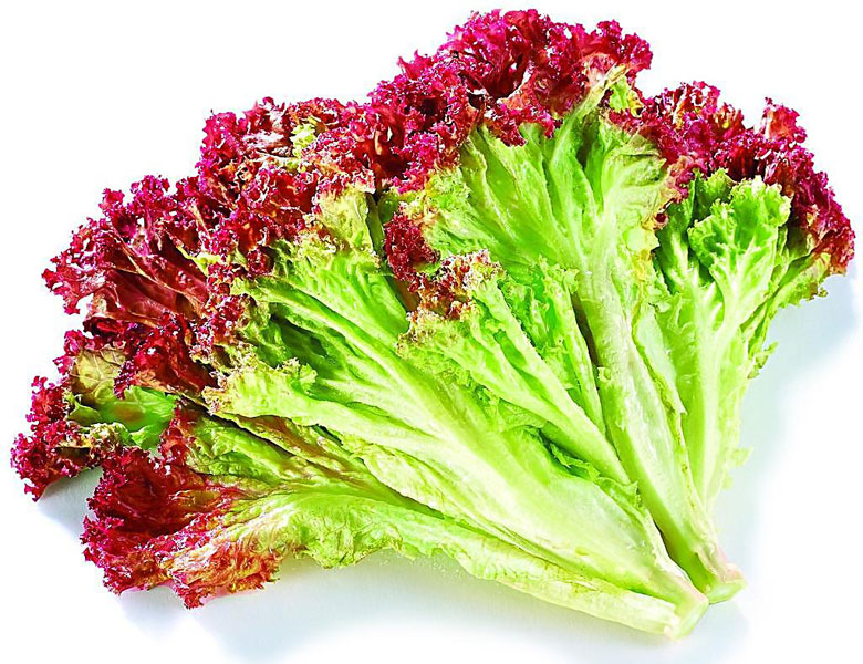紅葉生菜
